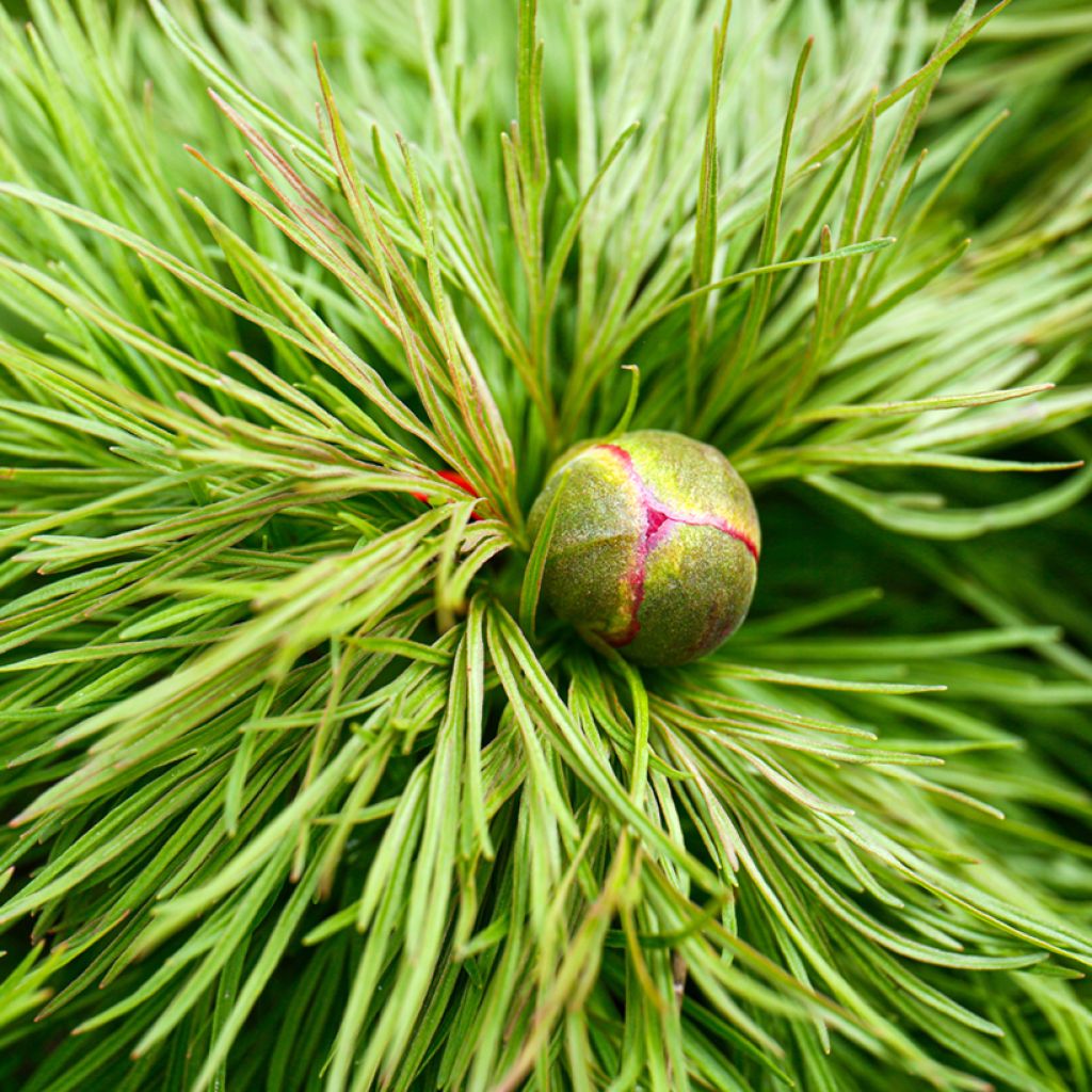 Peonía tenuifolia - Peonía hoja de helecho