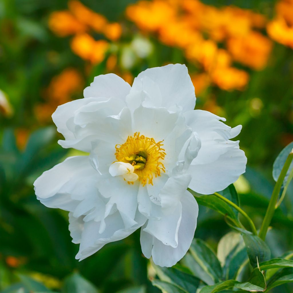 Peonia emodi Late Windflower