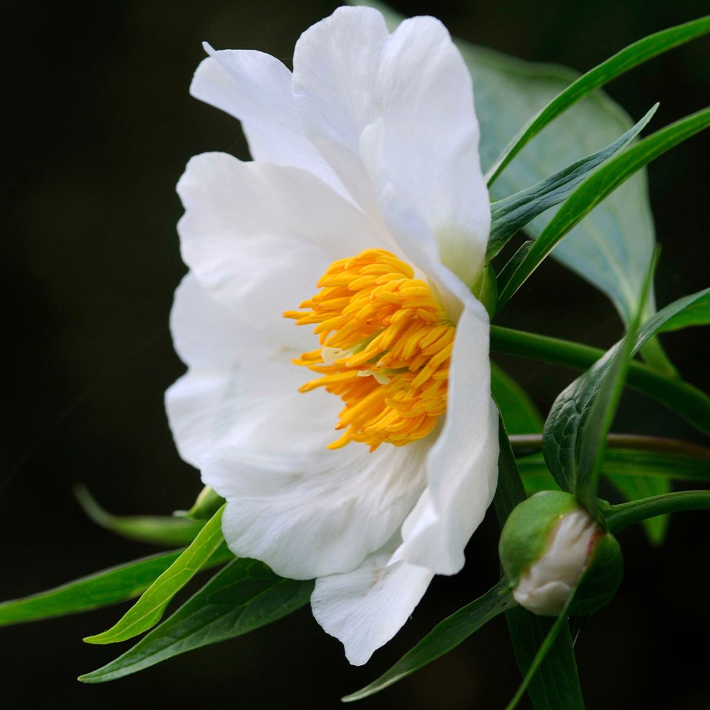 Peonia emodi Late Windflower