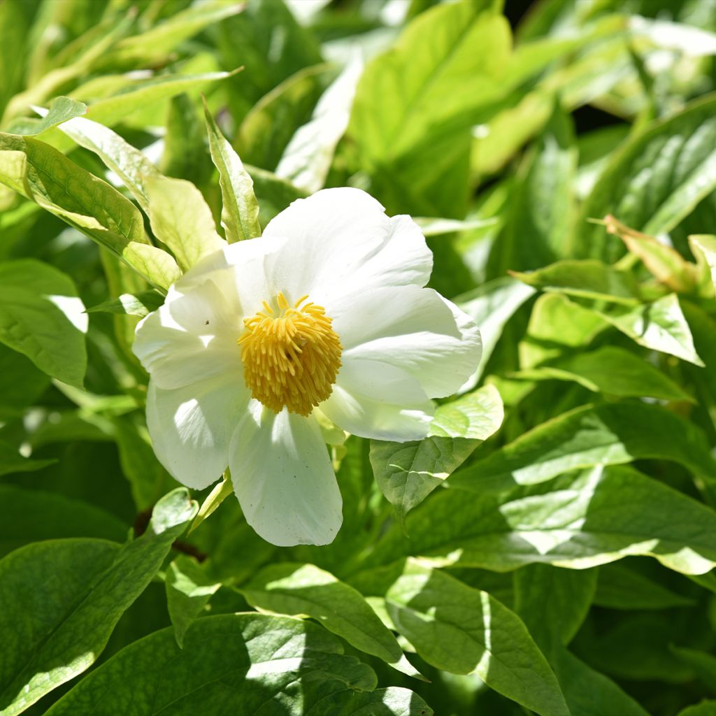 Peonia emodi Late Windflower