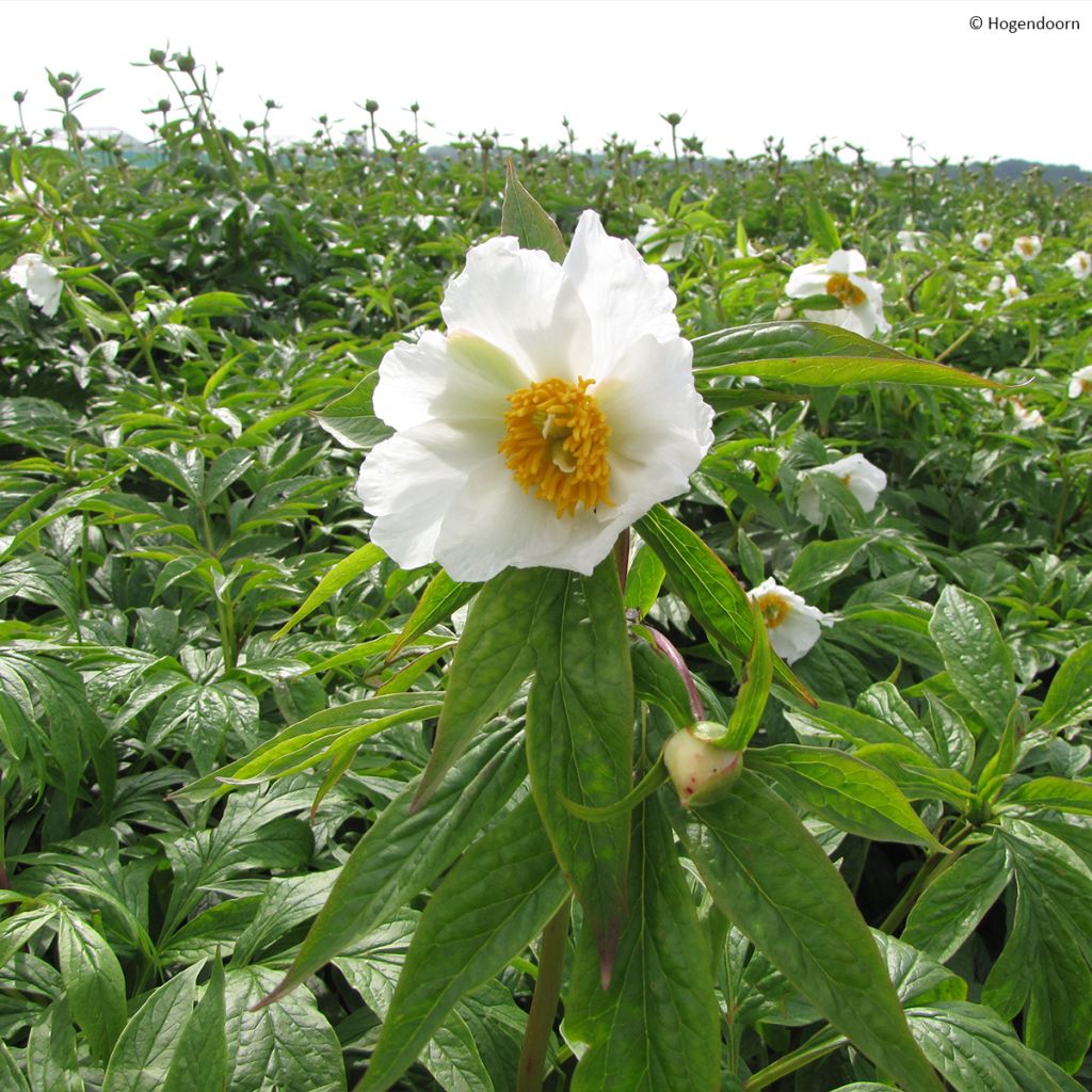 Peonia emodi Late Windflower