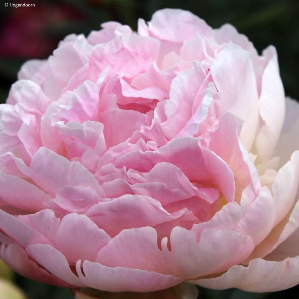 Peonia lactiflora Albert Crousse