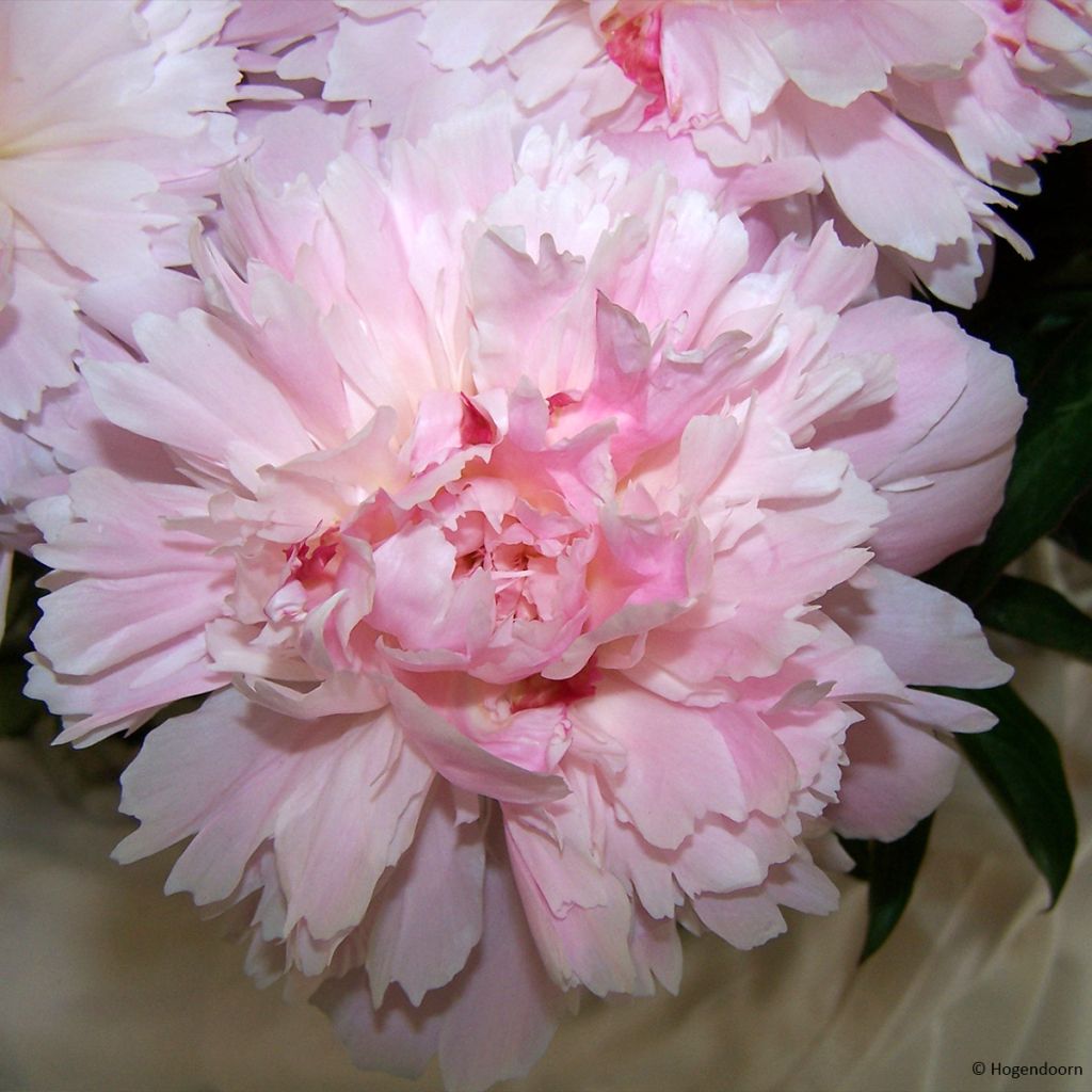 Peonia lactiflora Alertie