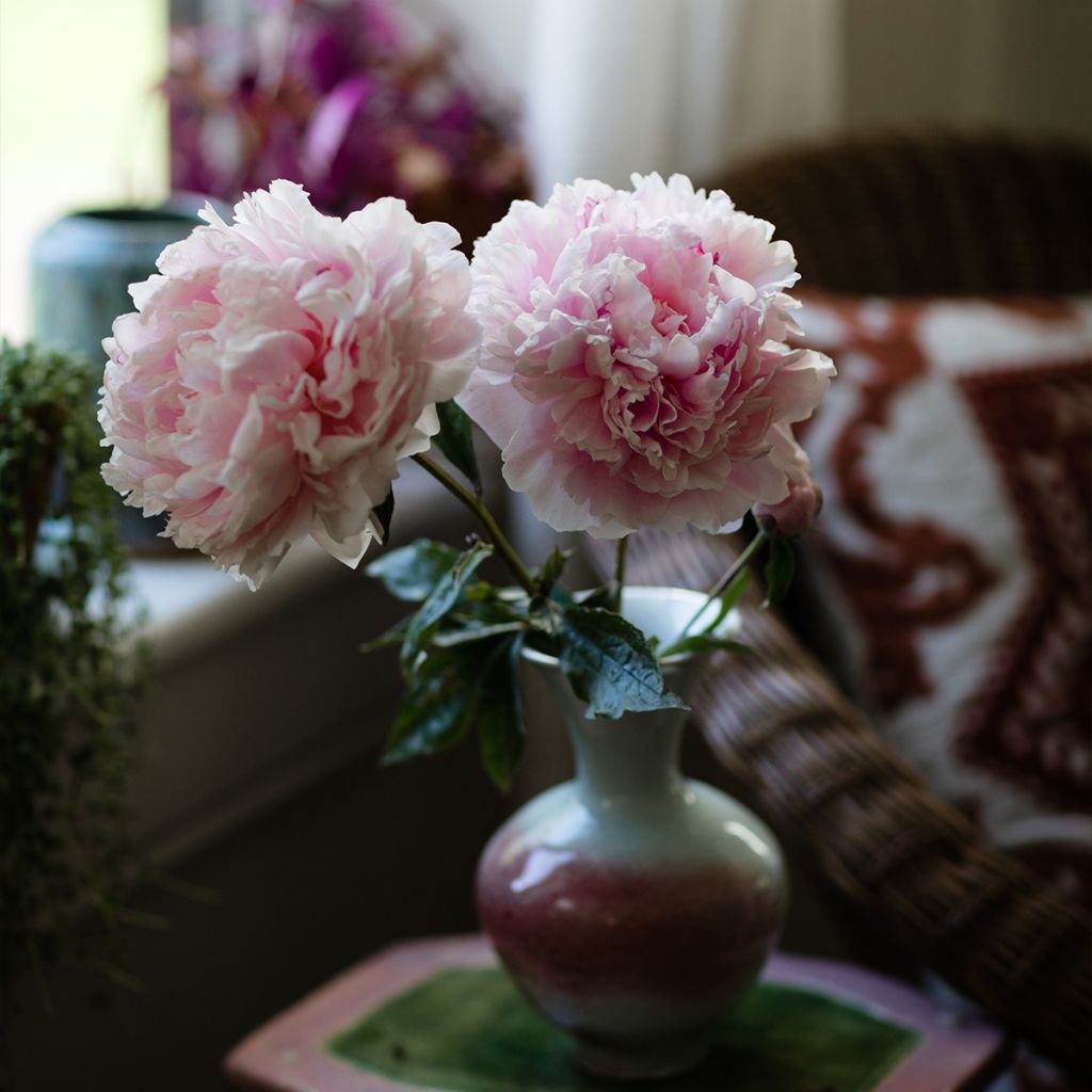 Peonia lactiflora Alertie