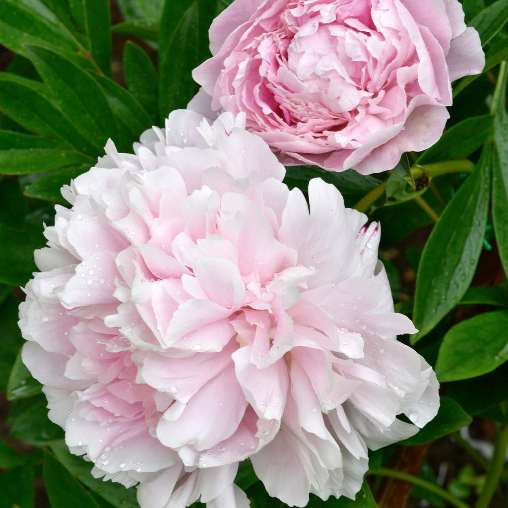 Peonia lactiflora Alertie