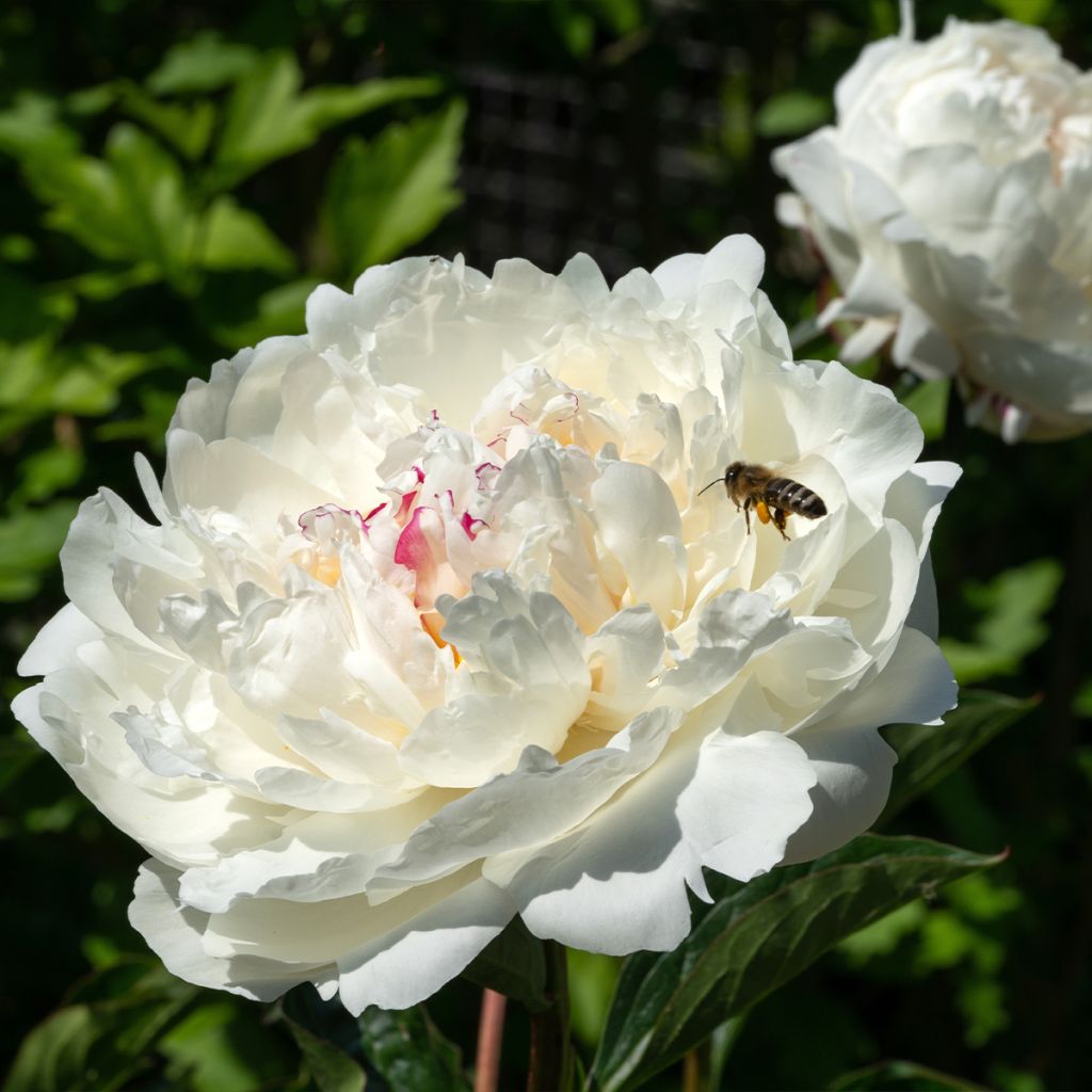 Peonia lactiflora Boule de Neige