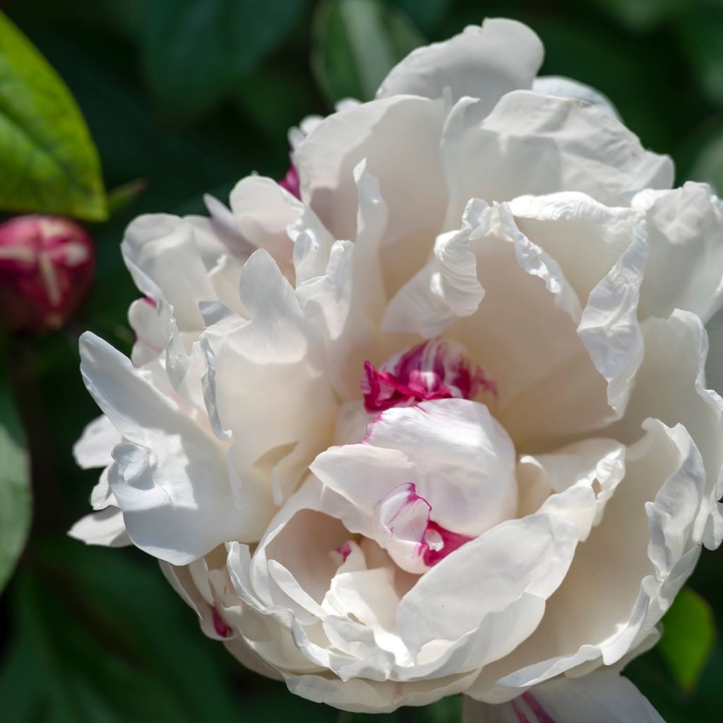 Peonia lactiflora Boule de Neige