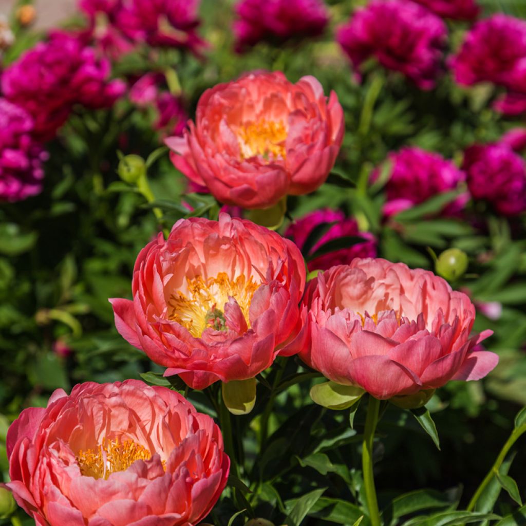Peonia lactiflora Coral Charm