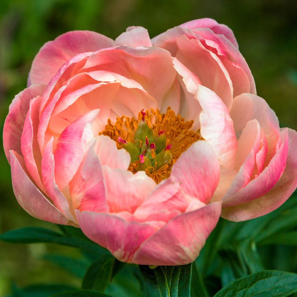 Peonia lactiflora Coral Charm