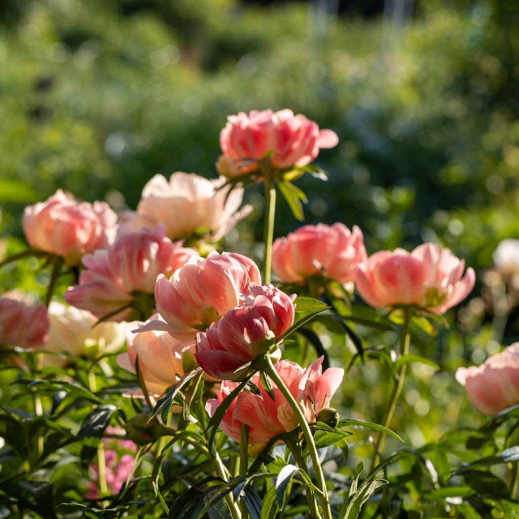 Peonia lactiflora Coral Charm