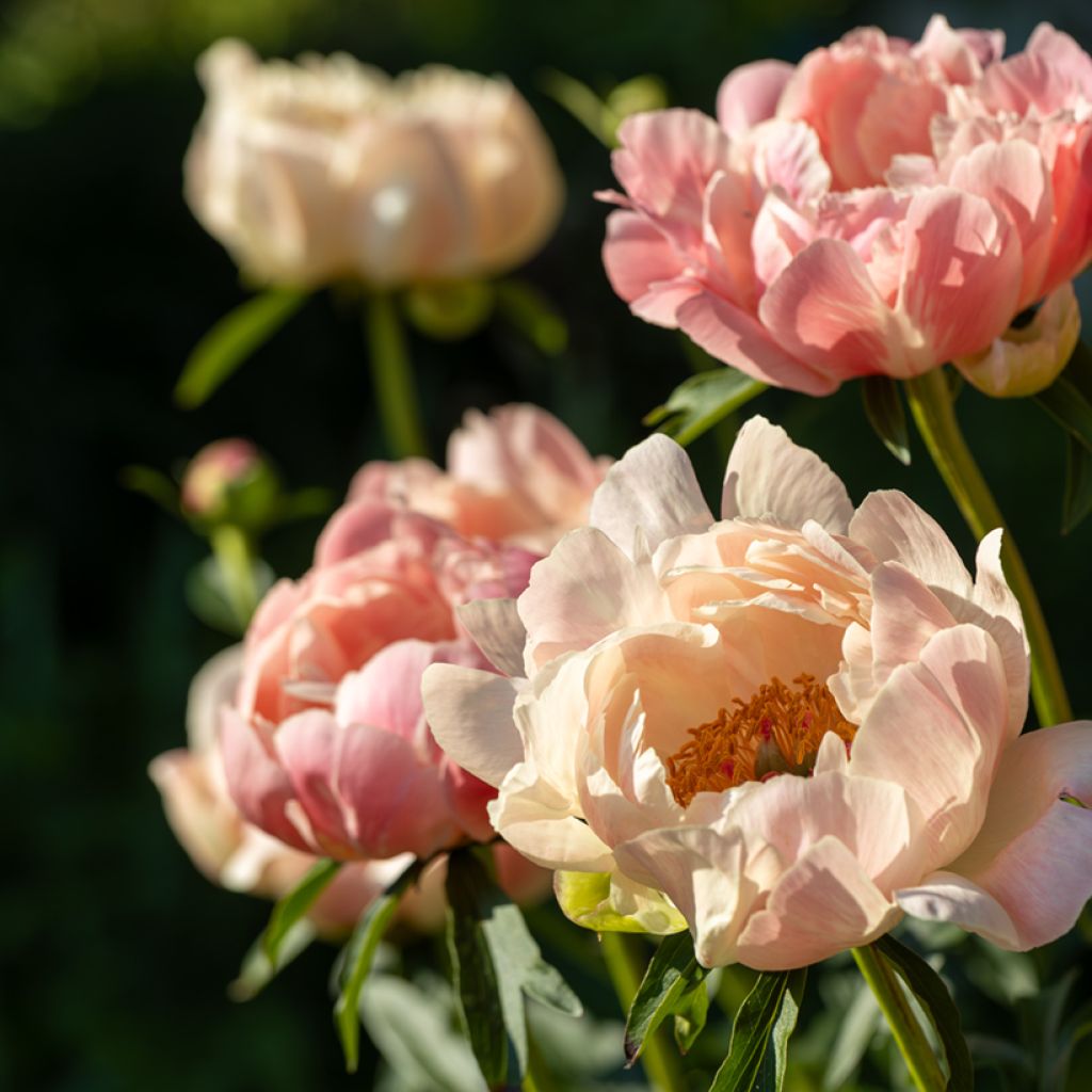 Peonia lactiflora Coral Charm