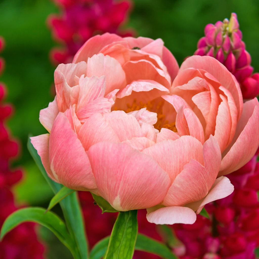 Peonia lactiflora Coral Charm