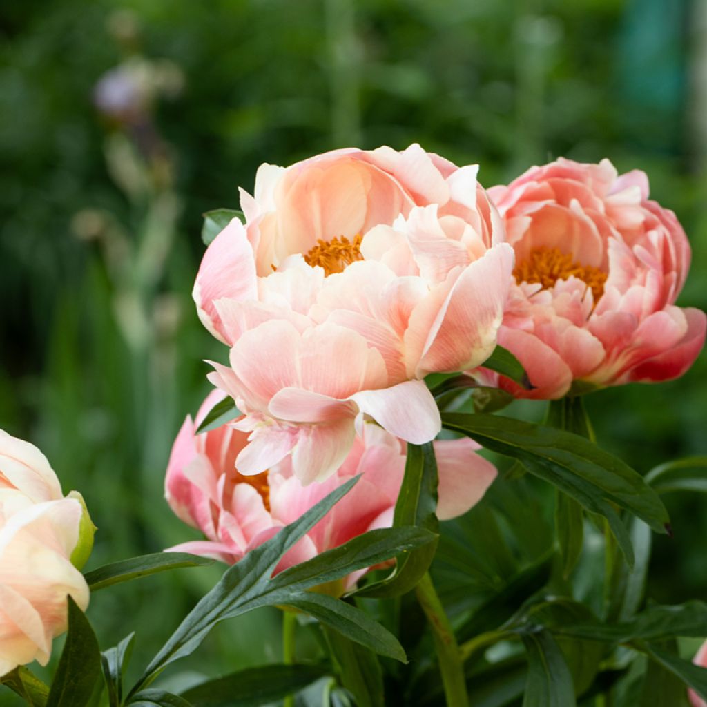 Peonia lactiflora Coral Charm