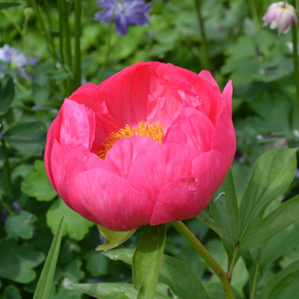 Peonia lactiflora Coral Magic