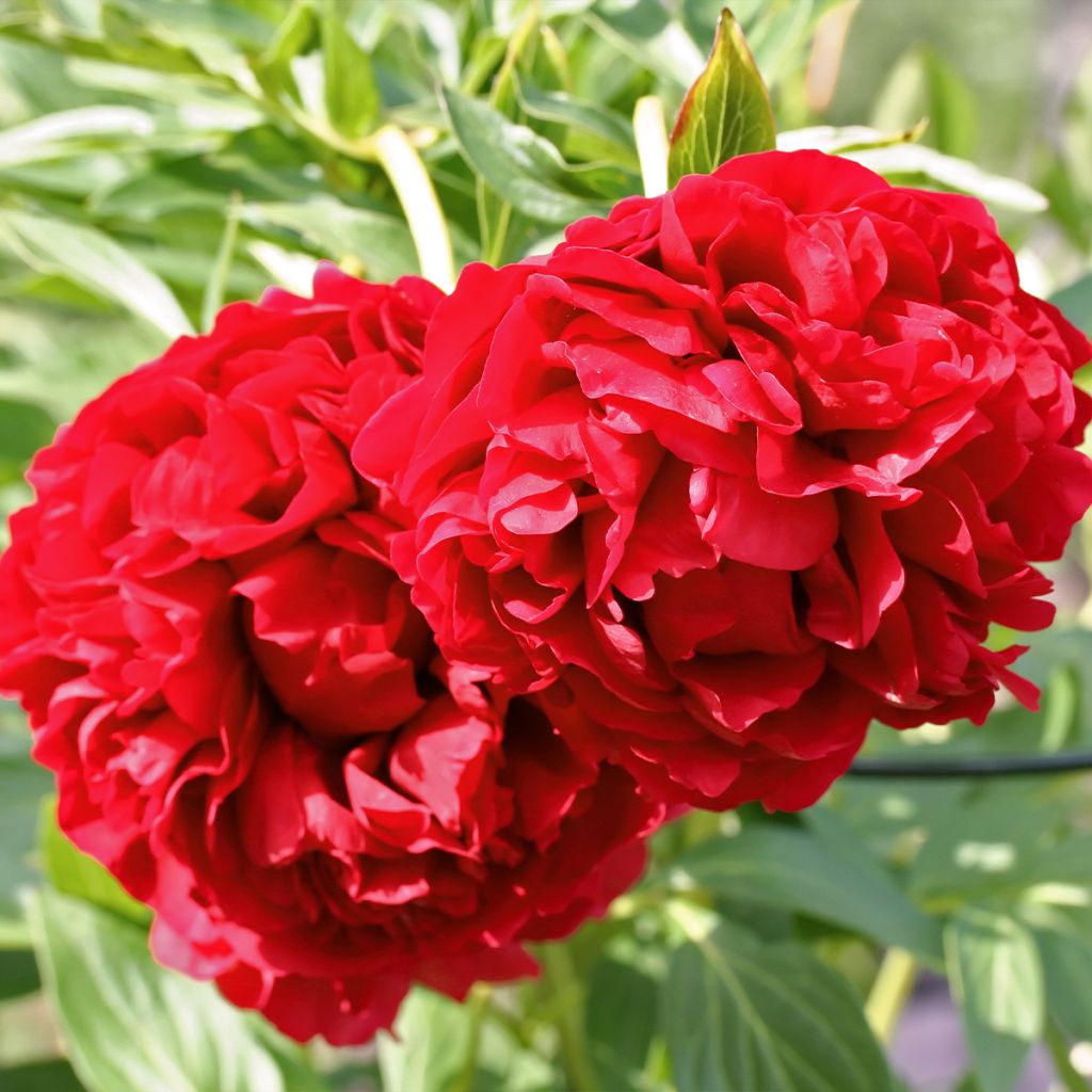 Peonia lactiflora Diana Parks