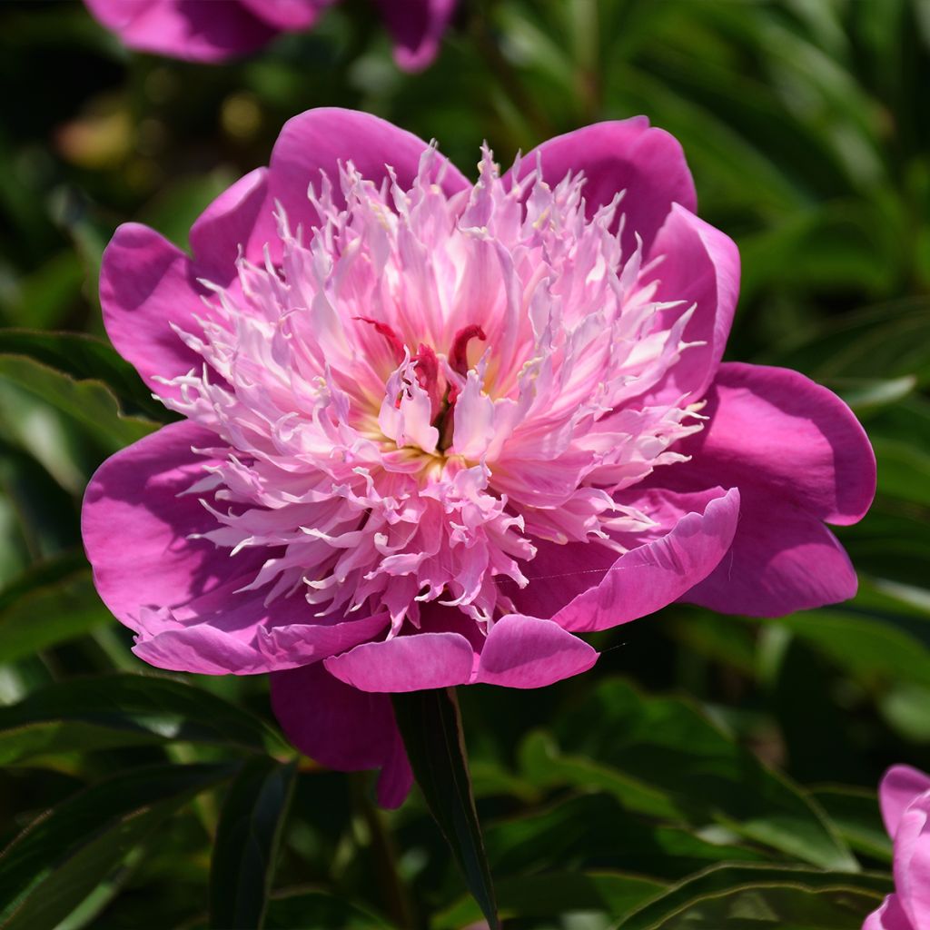 Peonia lactiflora Fantastic