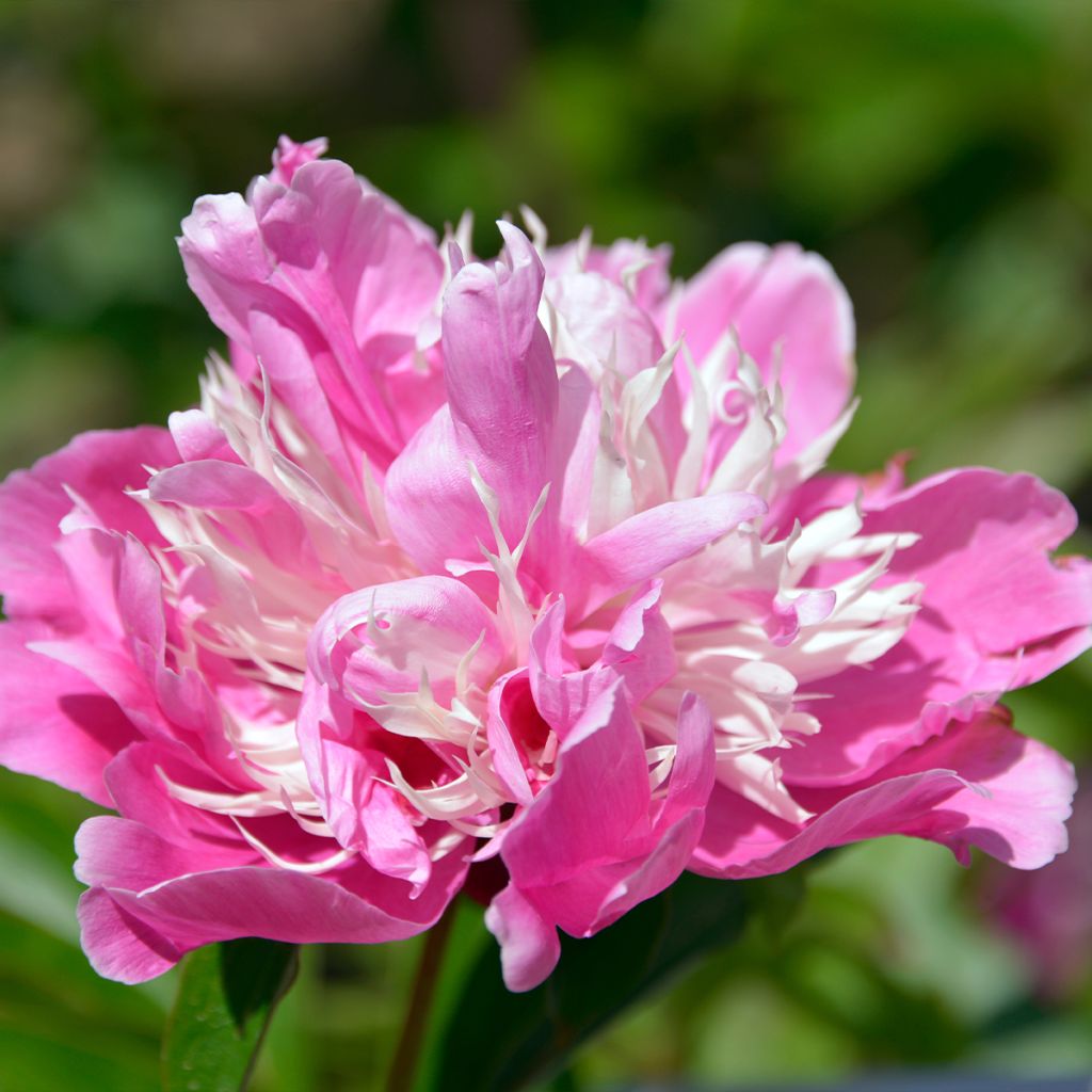 Peonia lactiflora Fantastic