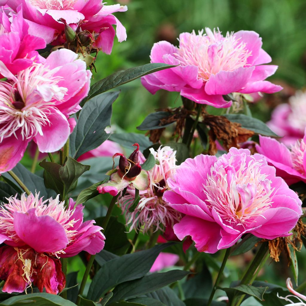 Peonia lactiflora Fantastic
