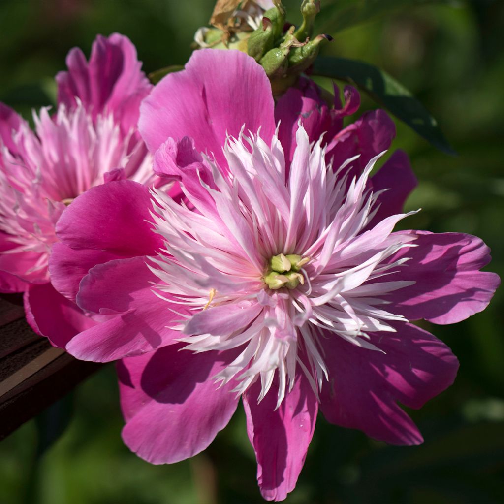 Peonia lactiflora Fantastic