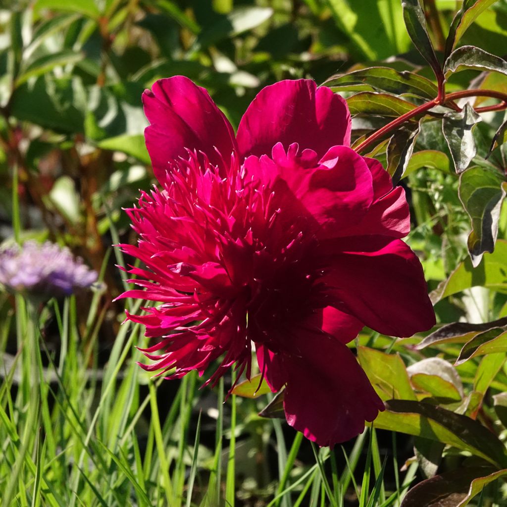 Peonia lactiflora Inspecteur Lavergne