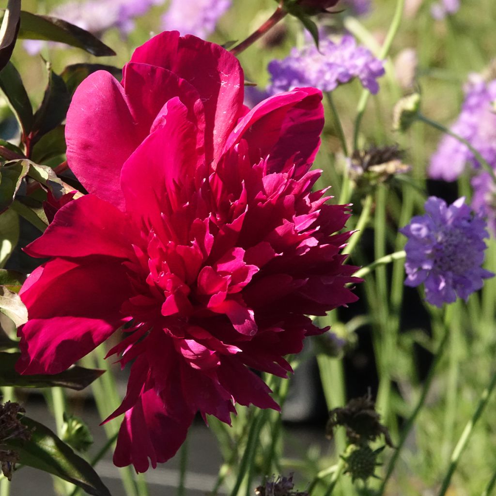 Peonia lactiflora Inspecteur Lavergne