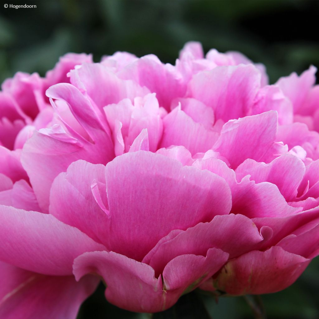 Peonia lactiflora Jacorma