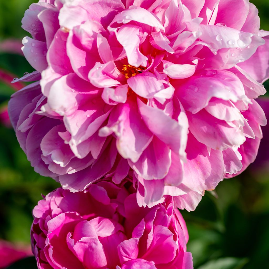 Peonia lactiflora Jacorma