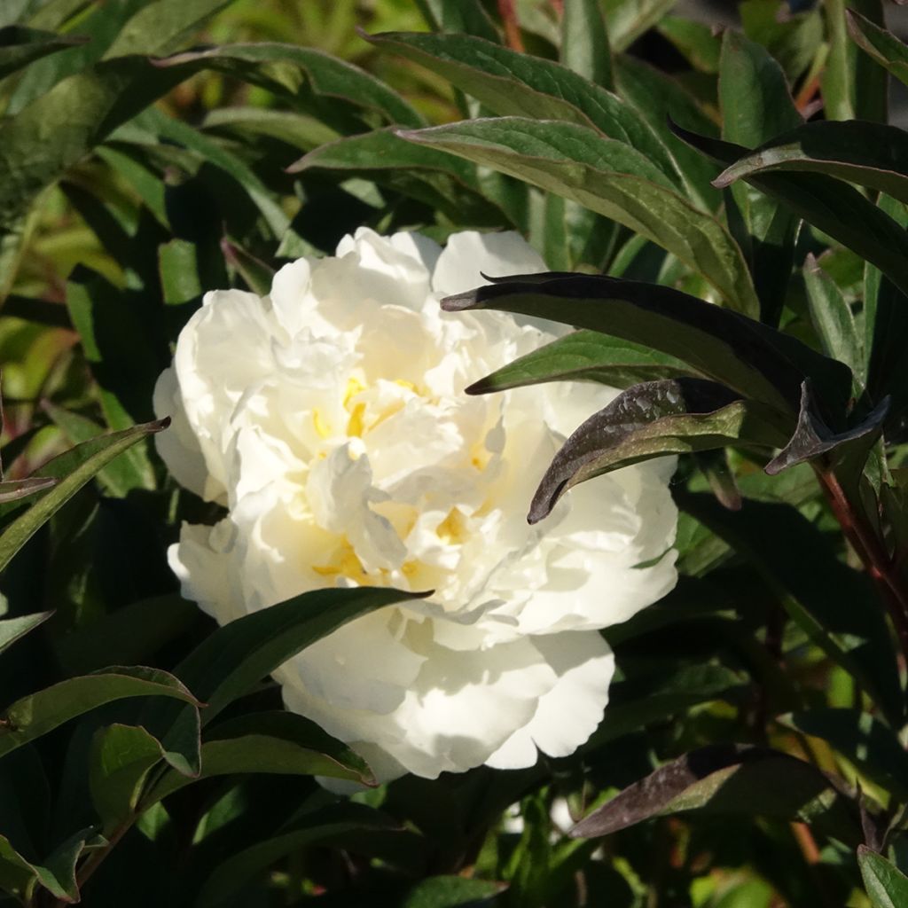 Peonia lactiflora Mistress