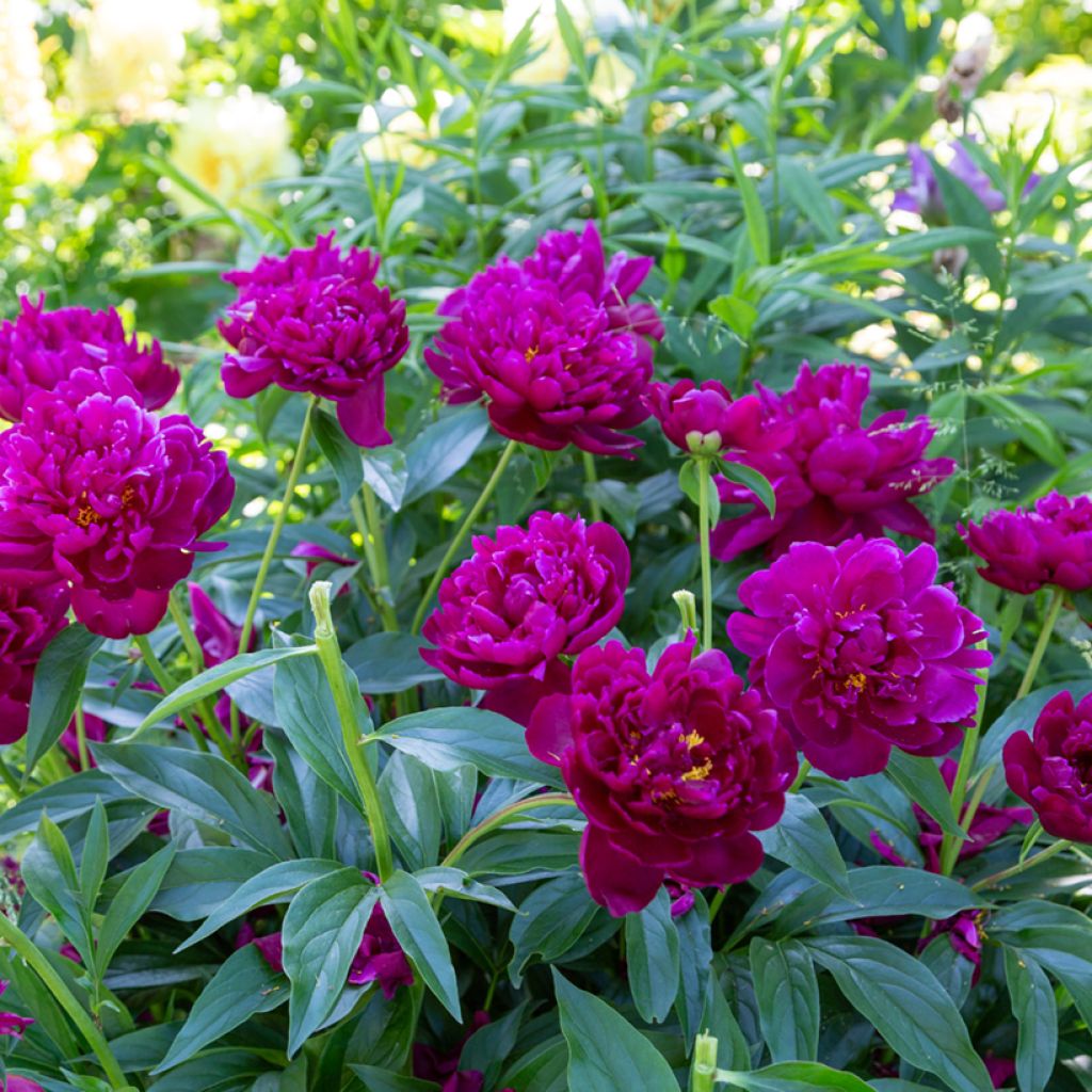 Peonia lactiflora Peter Brand