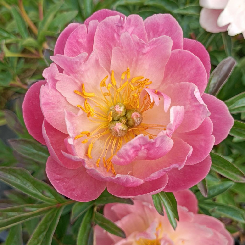 Peonia lactiflora Pink Hawaiian Coral