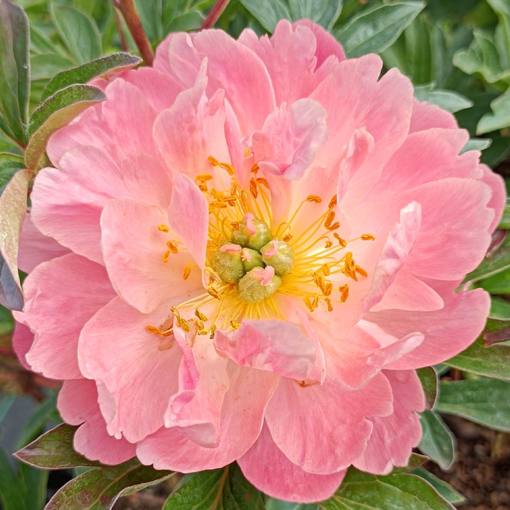 Peonia lactiflora Pink Hawaiian Coral