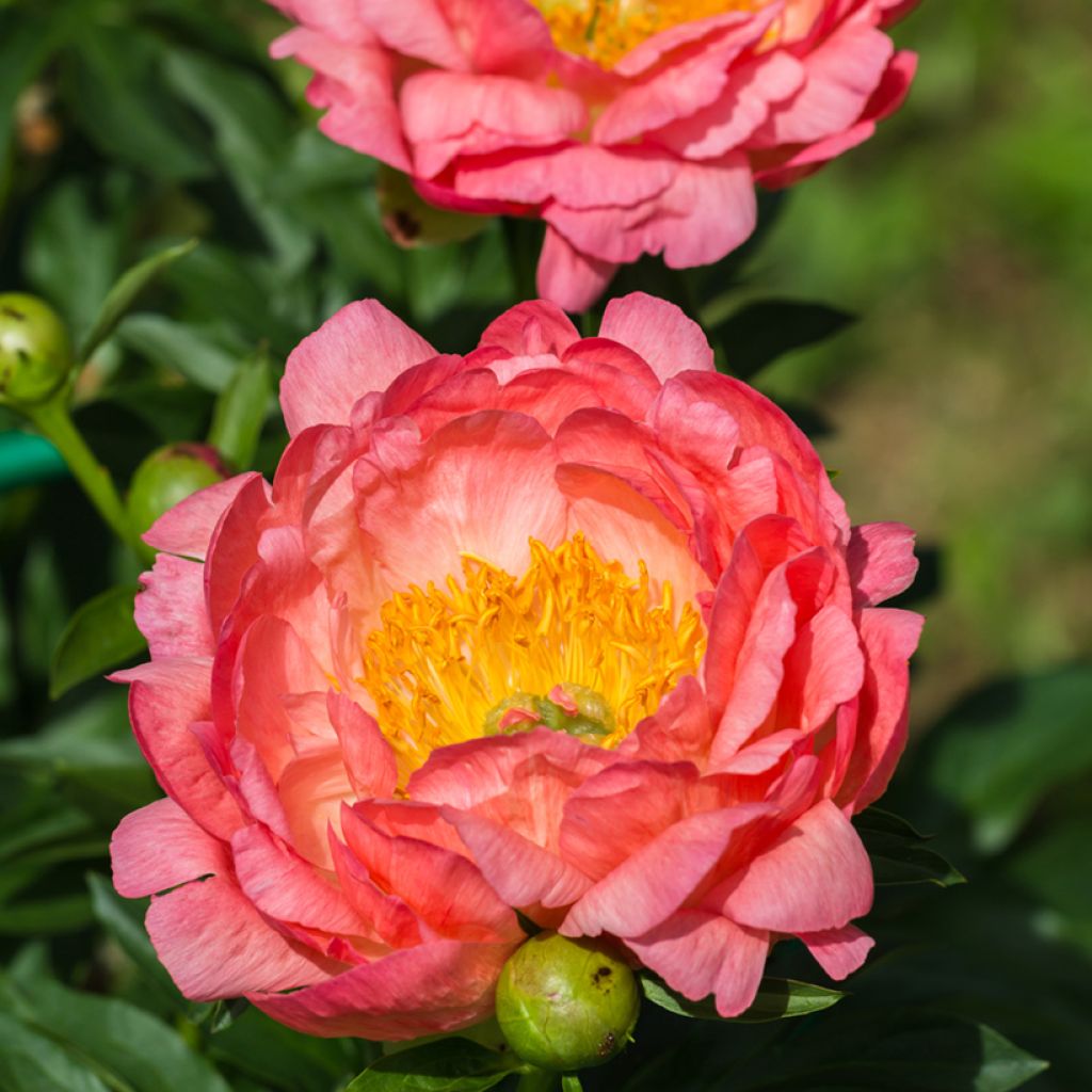 Peonia lactiflora Pink Hawaiian Coral