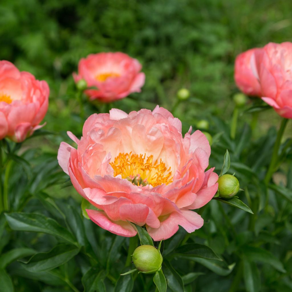 Peonia lactiflora Pink Hawaiian Coral