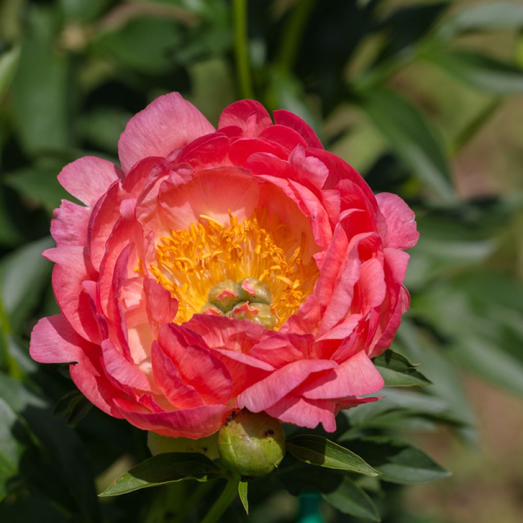 Peonia lactiflora Pink Hawaiian Coral