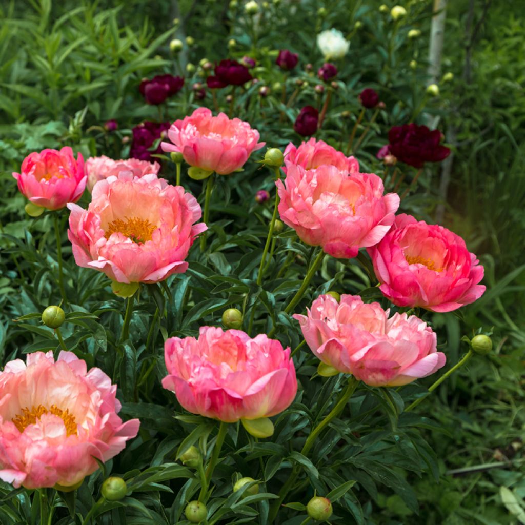 Peonia lactiflora Pink Hawaiian Coral