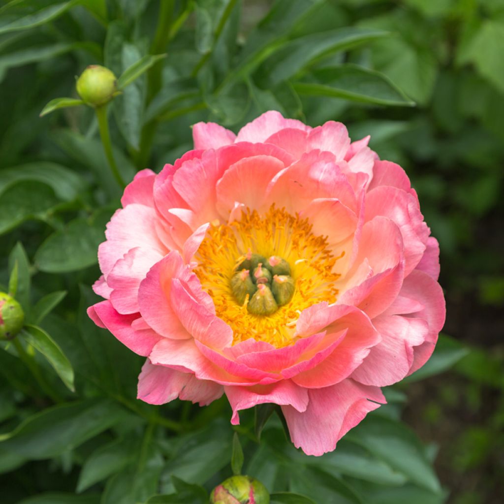 Peonia lactiflora Pink Hawaiian Coral