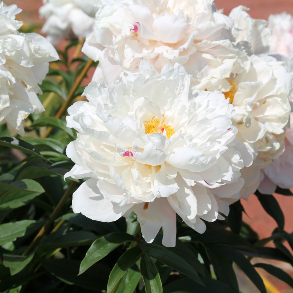 Peonia lactiflora Reine Hortense