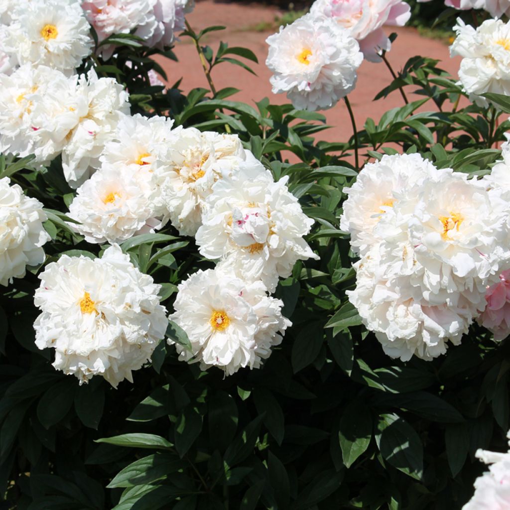 Peonia lactiflora Reine Hortense