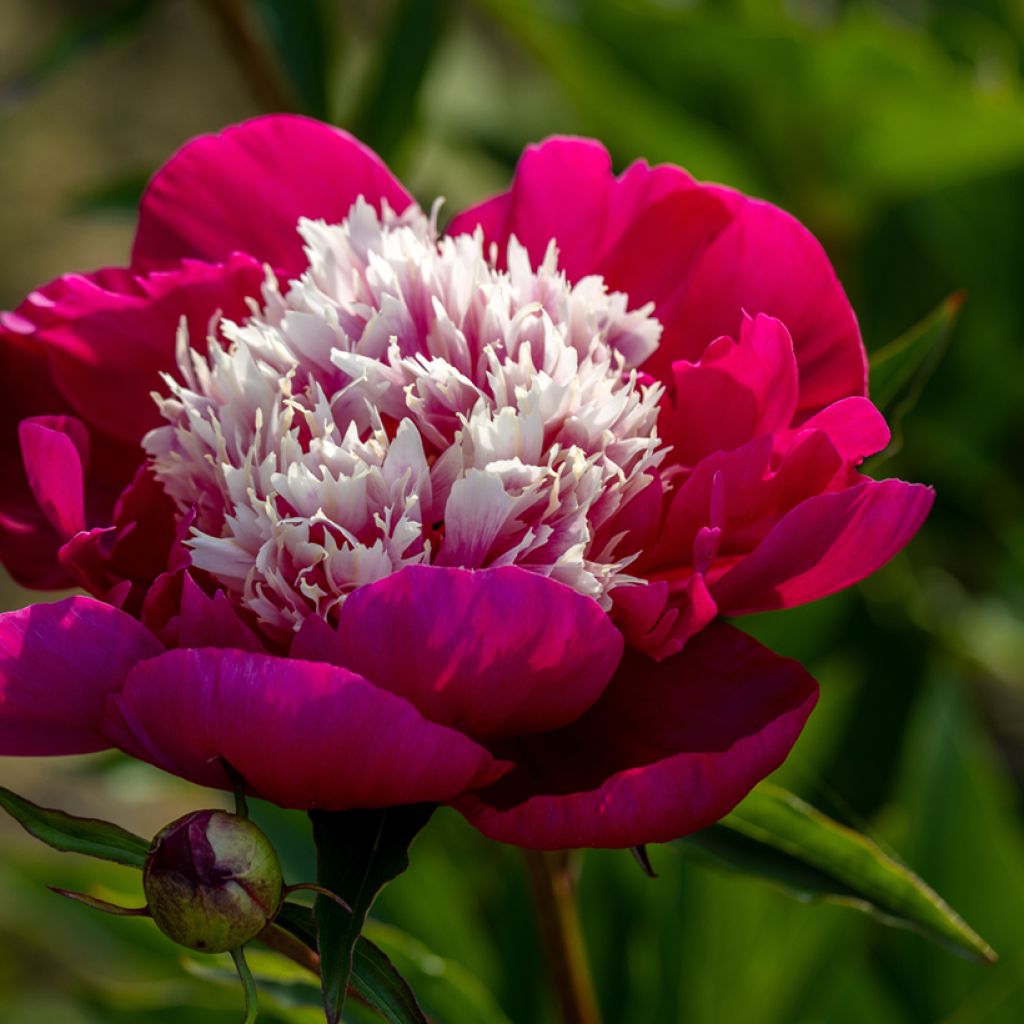 Peonia lactiflora White Cap