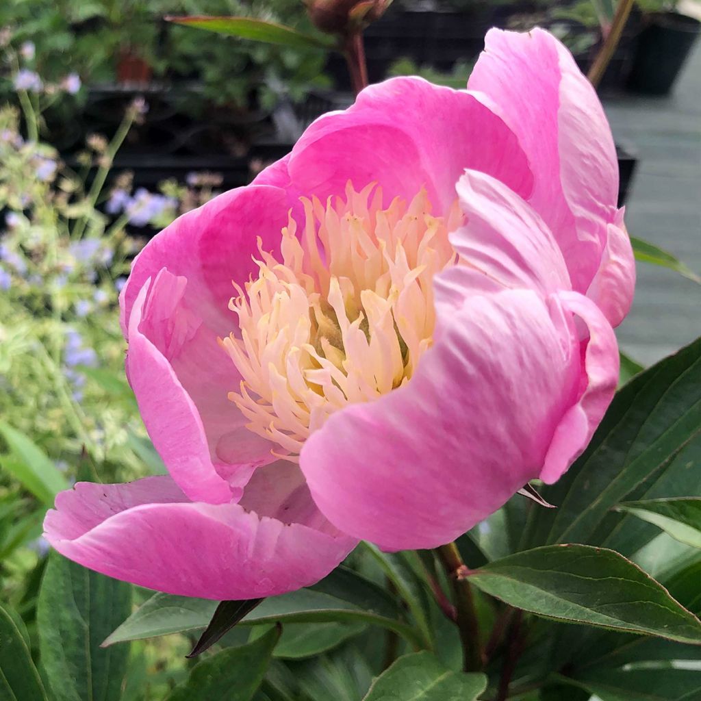 Peonia lactiflora Bowl of Beauty
