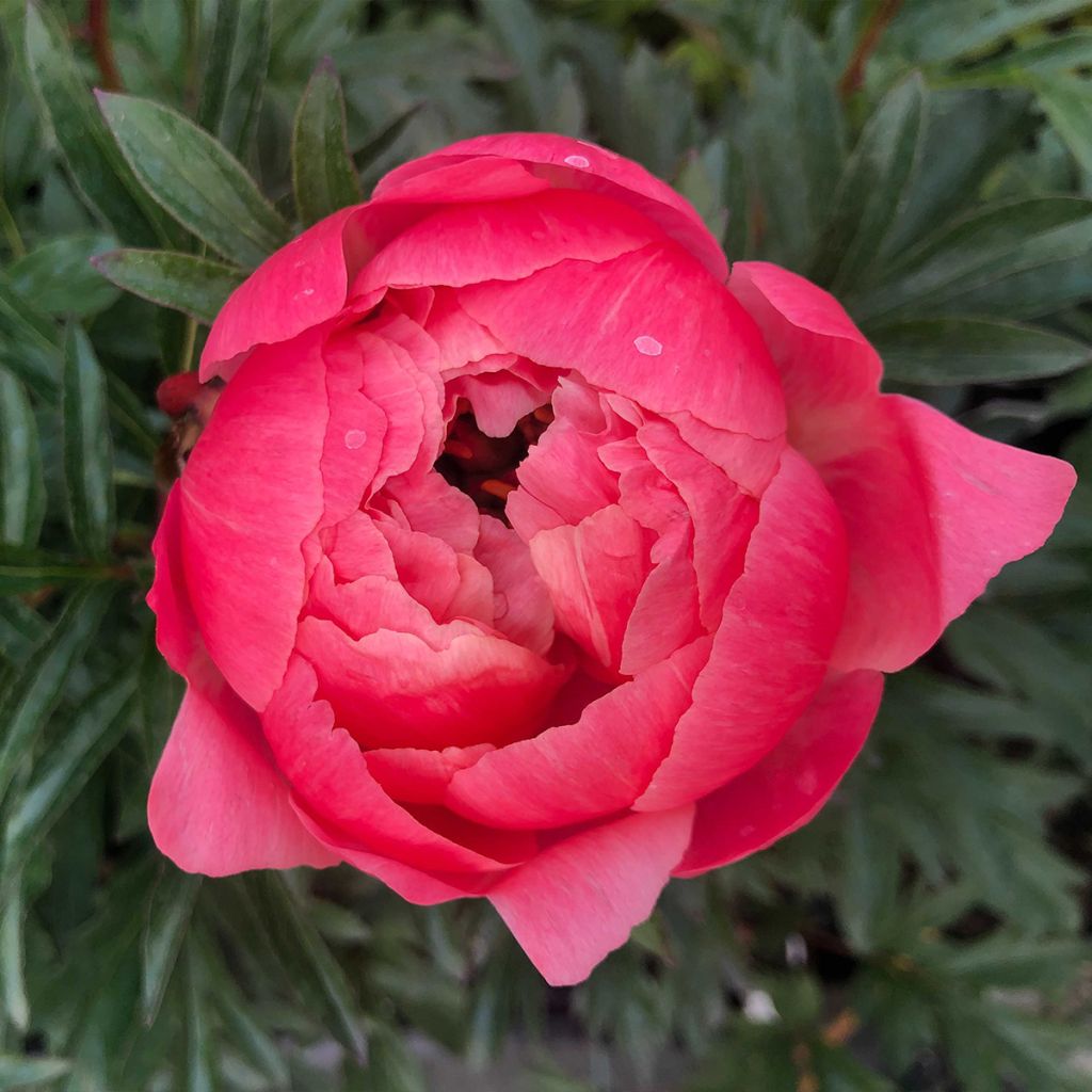 Peonia lactiflora Coral Charm