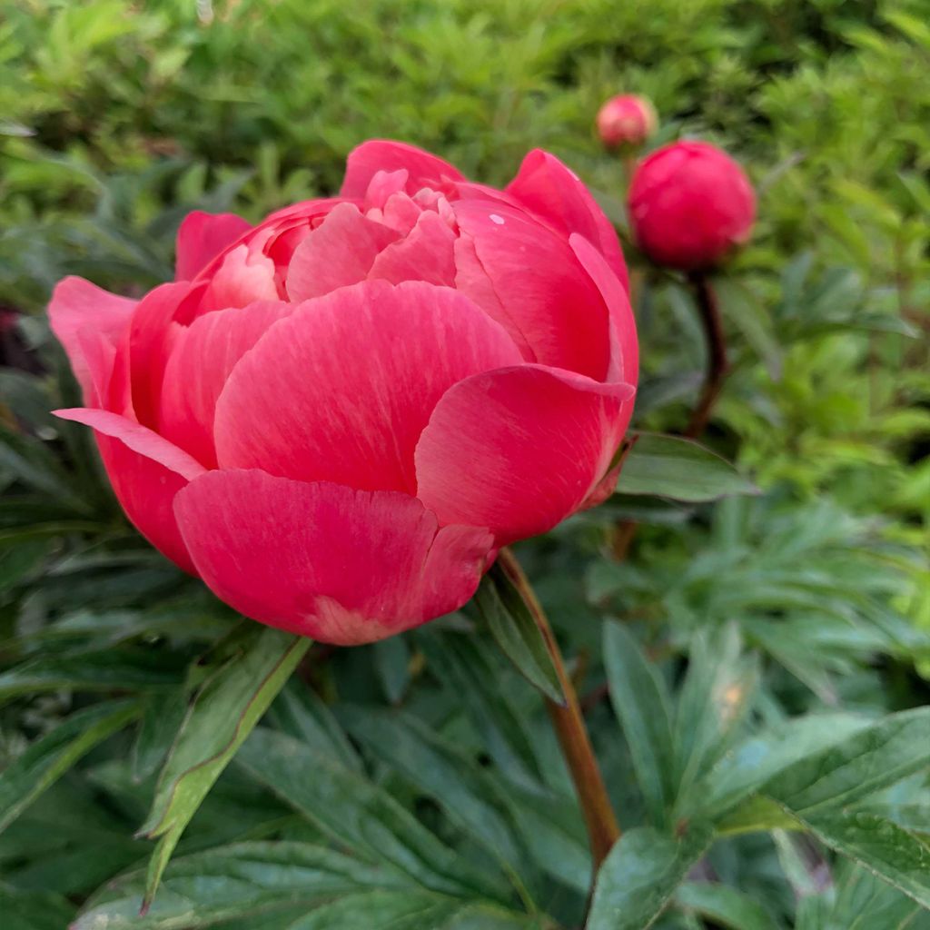 Peonia lactiflora Coral Charm