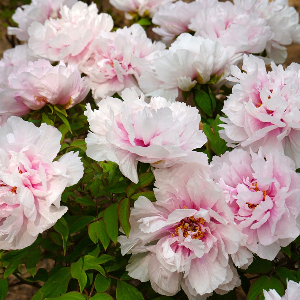 Paeonia suffruticosa Xue Ying Tao Hua (Peachy Snow) - Peonía arbustiva