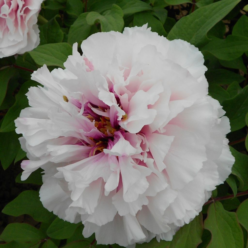 Paeonia suffruticosa Xue Ying Tao Hua (Peachy Snow) - Peonía arbustiva