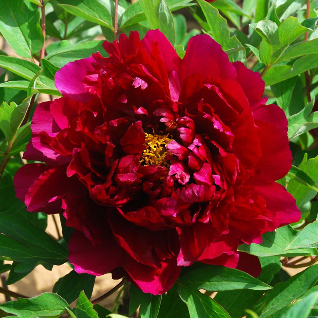 Paeonia suffruticosa Zhu Guang Mo Run (Deep Fire) - Peonía arbustiva