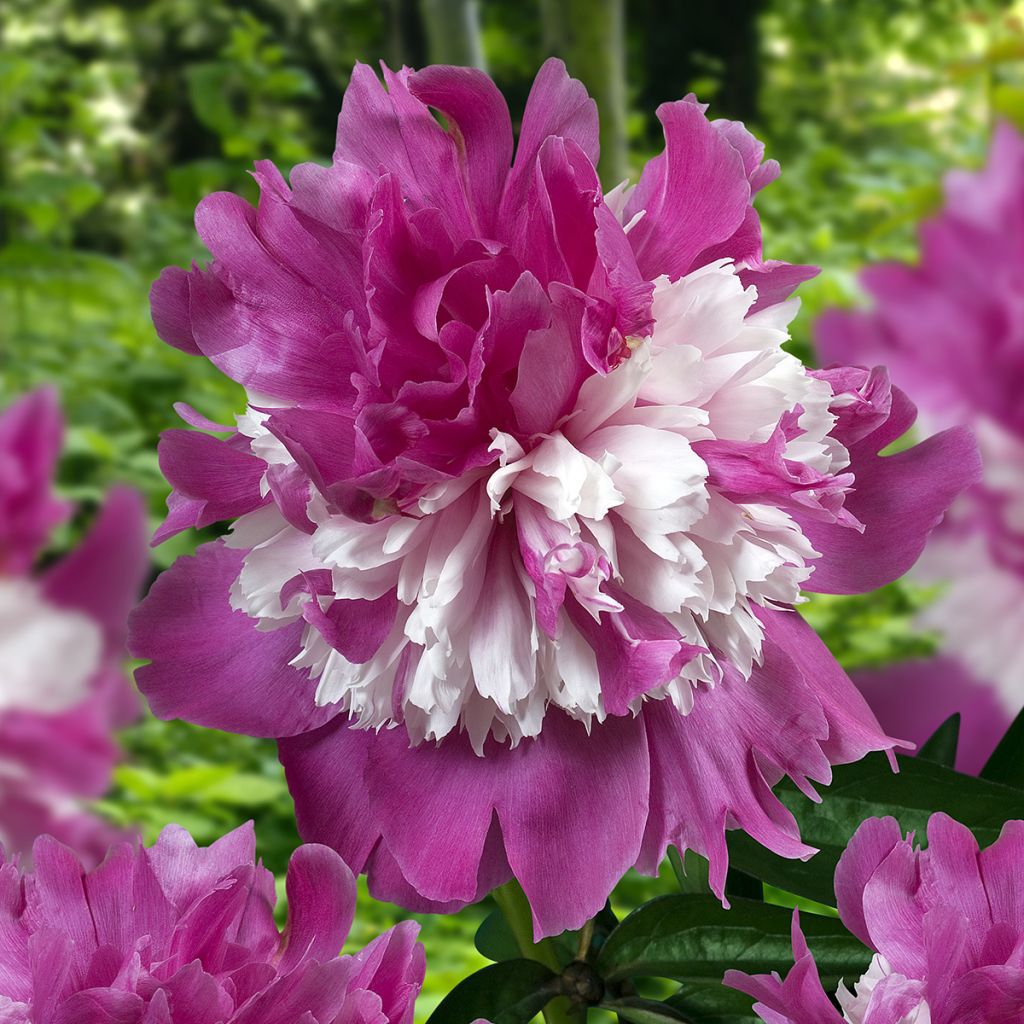 Paeonia lactiflora Celebrity