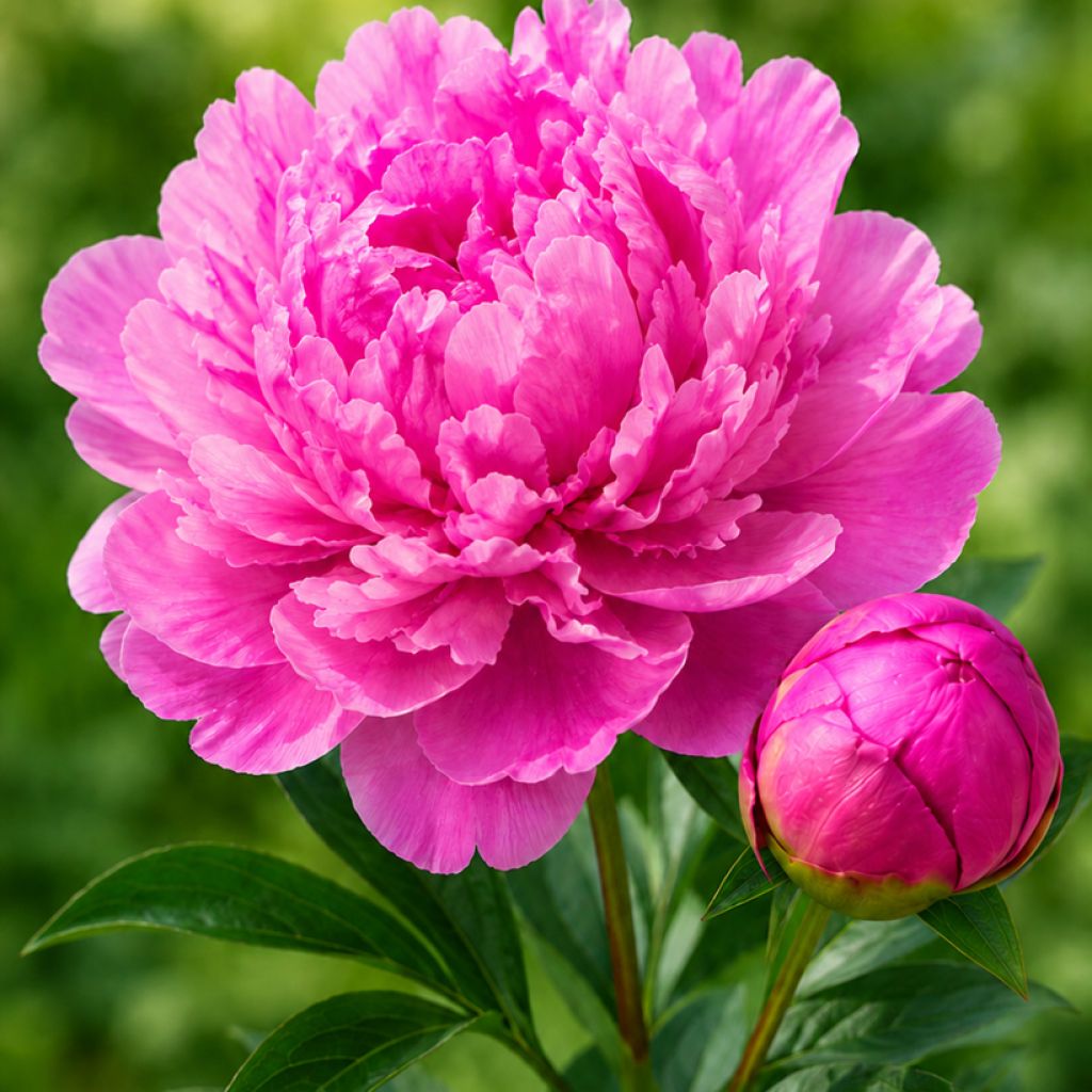 Paeonia lactiflora Glory Hallelujah