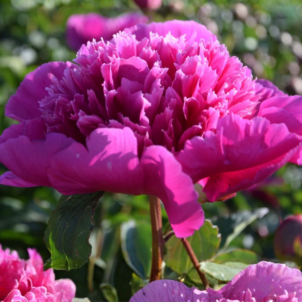 Paeonia lactiflora Purple Spider