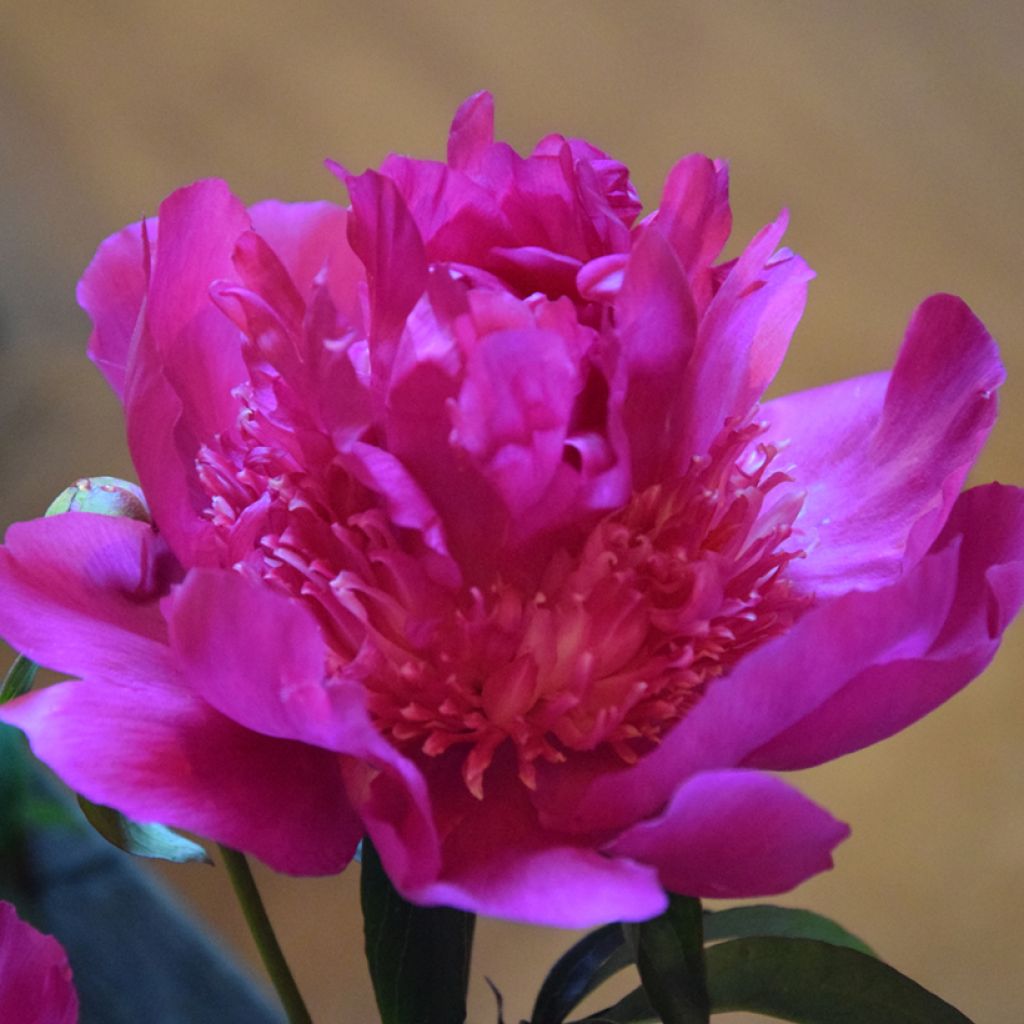 Paeonia lactiflora Sebastiaan Maas
