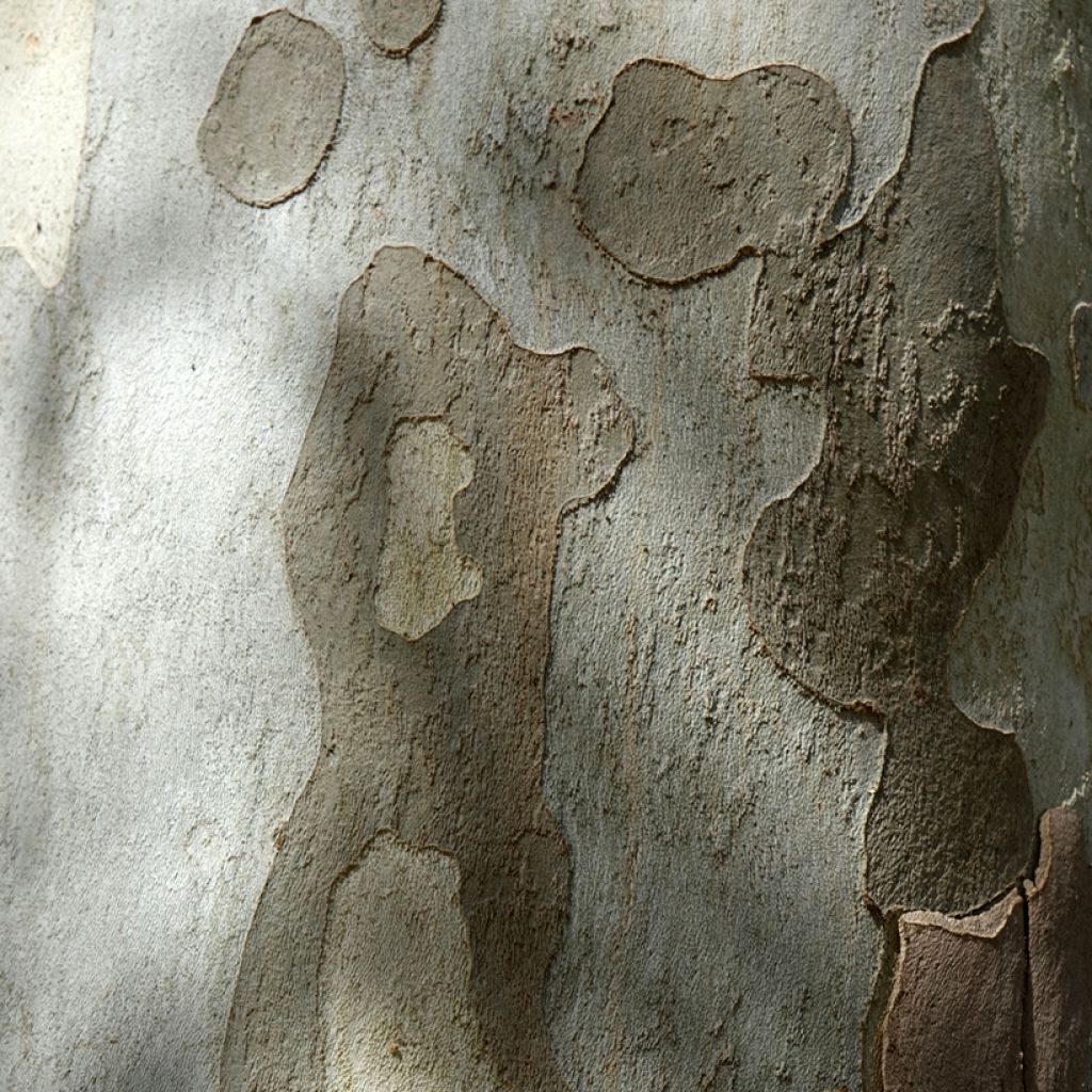 Platanus hispanica El Gordo - Platane